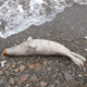 One of the seals found dead on May 7, 2019.